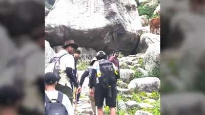 No Bull: Himalayan Bovine Charges at Hiker in Himachal Pradesh. 