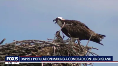 Osprey Population Soars on Long Island After Near-Extinction.