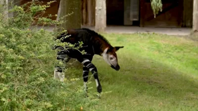 Rare African 'Unicorn' Calf Born at Chester Zoo. 