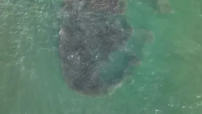 Drone Captures Shark Feeding Frenzy off Fire Island. 