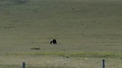 Montana Cows Chase Off Grizzly Bear in Wild Standoff. 