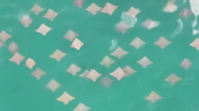 Large Groups of Rays Caught on Camera Migrating Near Fire Island.