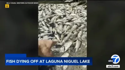 Hundreds of Fish Found Dead in Orange County Lake, Alarming Locals.