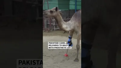 Pakistani Camel Walks Again with Prosthetic Leg After Cruel Amputation. 