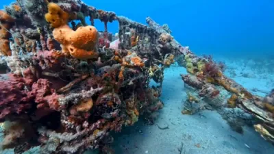 Diver Helps Decorator Crab With Stuck Claw. 