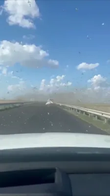 Massive Locust Swarm Darkens Skies in Dagestan, Russia