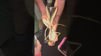 Giant New Species of Stick Insect Discovered in Australia &mdash; Possibly the Country's Heaviest. 