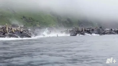 Sea Lions Flee as Earthquake Triggers Rockfall on Kamchatka Cliffs. 