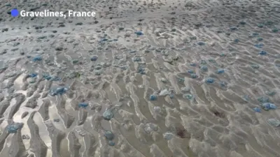 Jellyfish Swarm Shuts Down French Nuclear Plant.