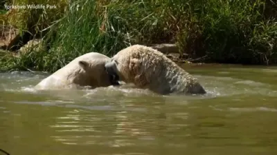Polar Bears Beat UK Heatwave With a Splash.