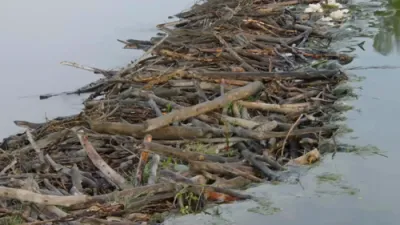 Nature's Engineers: Beavers Build Against the Floods.