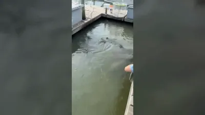 Sharks and Alligator Stun Diners in Creek.