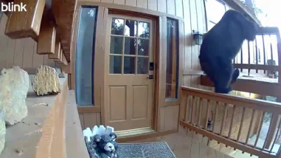 Large Bear Raids Southern California Home, Makes Off With Snacks.