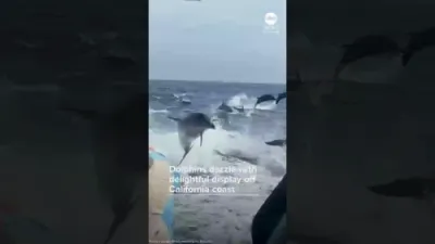 Over 100 Dolphins Jumping Off Newport Beach.