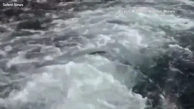 Photographer Left with Black Eye After Being Hit by 15lb Salmon in Mid-Air Mishap.
