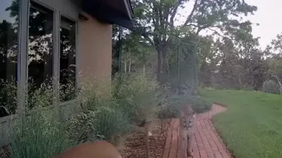 Mountain Lions Spotted Roaming Colorado Backyard.
