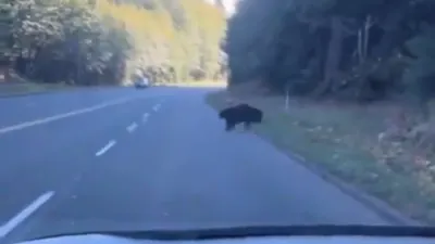 Baby Bear Chases Balloon.