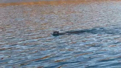 Swimming Mountain Lion Surprises Visitor at Navajo Lake.