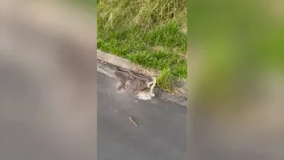 Snake Catcher Pulls Apart Fighting Pythons.