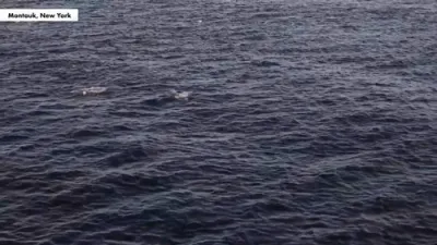 Drone Captures Hundreds Of Sharks Off Montauk.