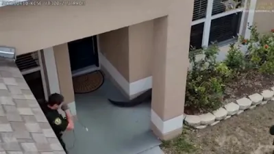 Florida Deputies Subdue Alligator After It Attempts Death Roll Near Home. 