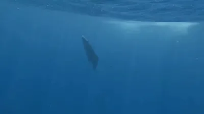 Diver Films Stunning Close-Up Whale Breach. 