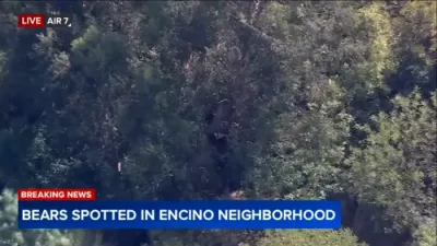 Wild Encounter in California: Four Bears Spotted Relaxing High Above Tree. 