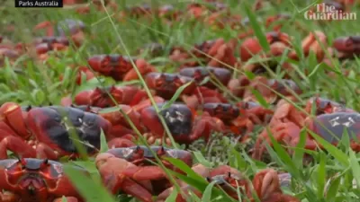 Spectacular Red Crab Migration Forces Road Closures.