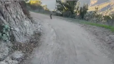 California Bikers Survive Frightening Mountain Lion Attack.