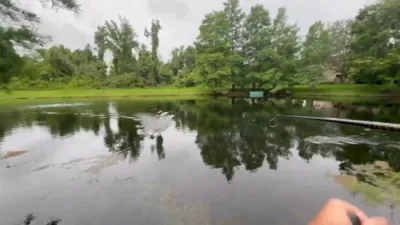 Florida Fisherman Charges to Safety as Alligator Explodes From Pond.