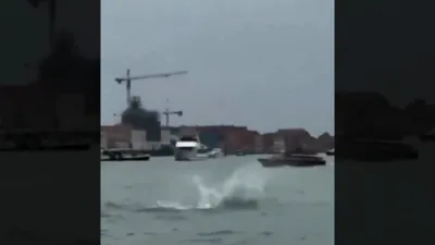 Dolphin &ldquo;Mimmo" Delights Tourists in Busy Venice Canals.