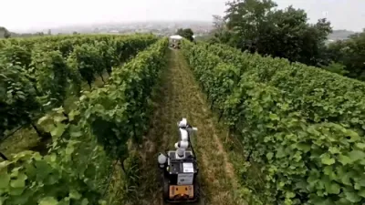 Hands-On Robot Revolutionizes Grape Farming in Italy.