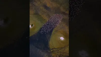 Aerial Footage Shows Flamingos Migrating Across Color-Shifting Maharloo Lake.