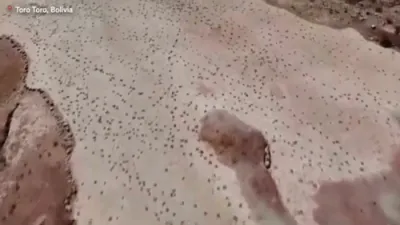 Scientists Discover Largest Dinosaur Footprint Collection in Bolivia.
