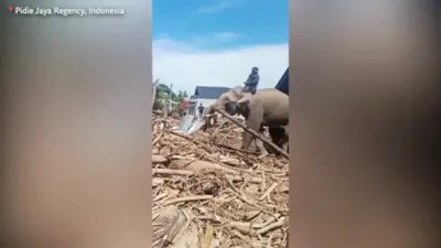Trained Elephants Deployed to Clear Flood Debris in Indonesia.