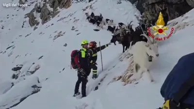 Italian Rescuers Recover 37 Goats Stranded High on Mountain.