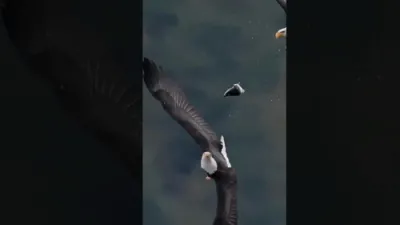 Bald Eagle Pair Showcases Remarkable Teamwork in Flight.