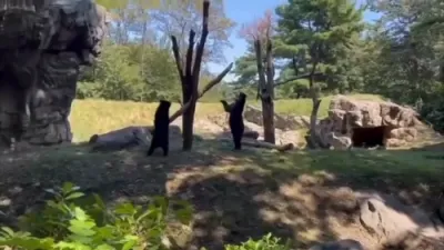 Young Andean Bears Delight Visitors with Seesaw Play at Queens Zoo.