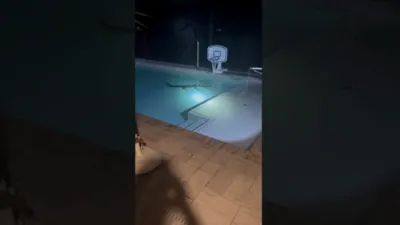 Family Discovers Alligator Swimming in Backyard Pool.