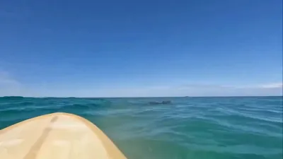 Quick-Thinking Australians Rescue Wallaby Carried Offshore by Currents.