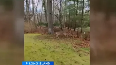 Deer Rescued After Becoming Entangled in Long Island Zip Line.