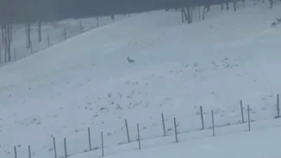  Hilarious Video Shows Deer Sliding Down in Icy Hill.