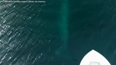 Drone Captures Motorboat Speeding Over Gray Whale and Calf.