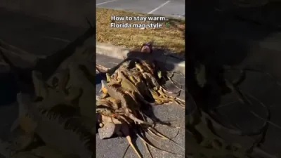 Viral Video Shows Florida Man Buried in Iguanas 🤣