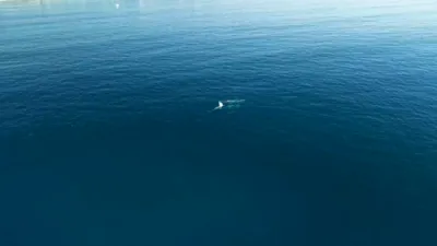 Drone Captures Gray Whales Swimming Together Off California Coast.