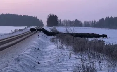 Over 100 European Bison Herd Crosses Rural Road in Eastern Poland.