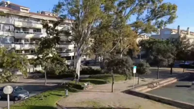 Dramatic Close Call as Tree Crashes Nearly into a Man and His Dog.