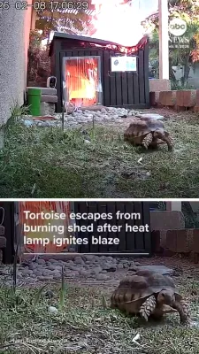 Leo the Tortoise Survives Fire in Southern California.