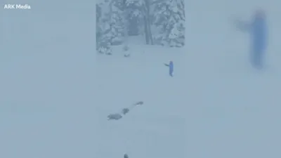 Bear and Cubs Halt Skiers on California Resort Trail.