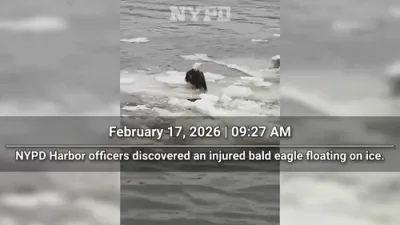NYPD Harbor Unit Rescues Injured Bald Eagle From Ice.